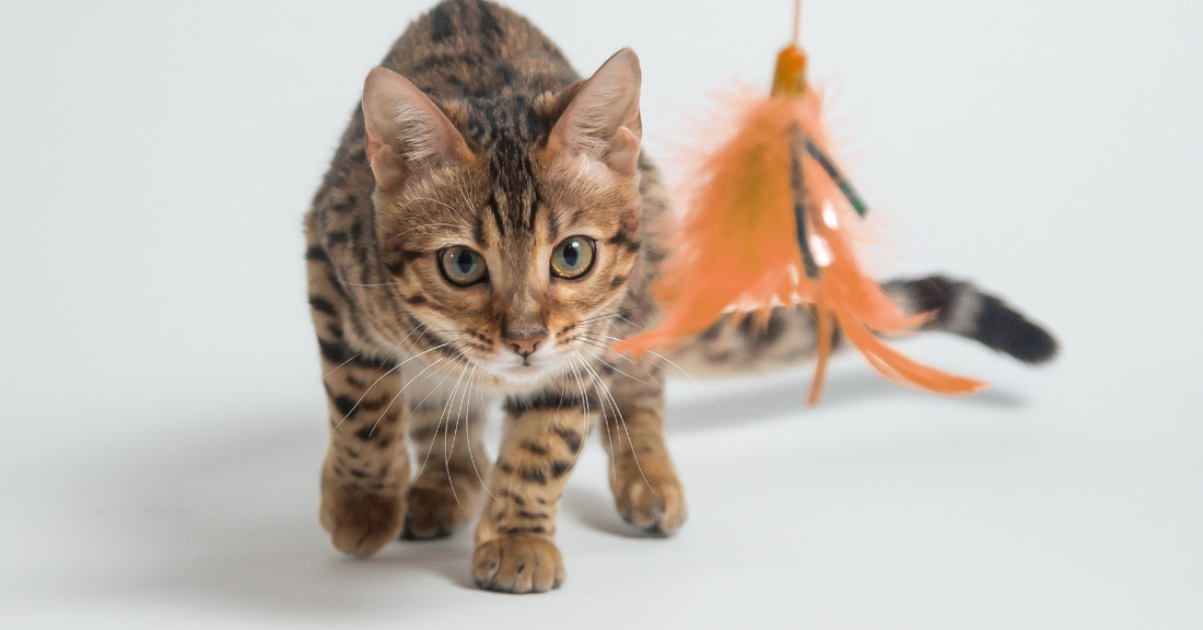 Why Cat Toys Matter: The Benefits of Play for Happy, Healthy Cats