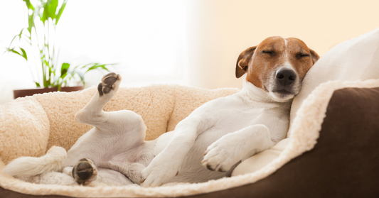 How to Select the Perfect Bed for Your Dog: A Complete Guide