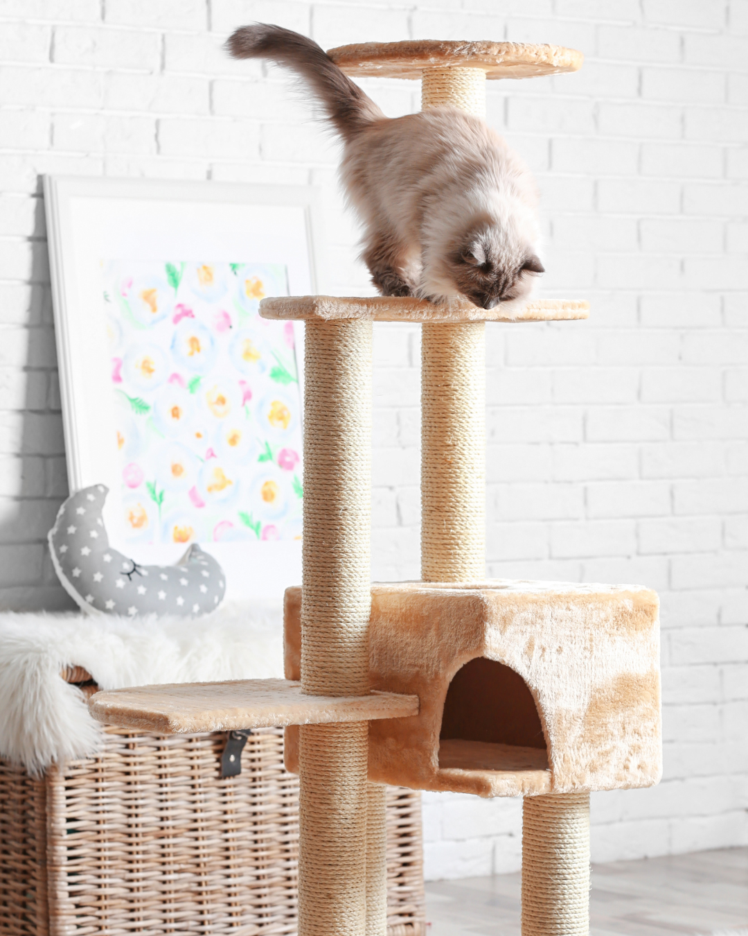 Cat Scratcher & Cat Poles
