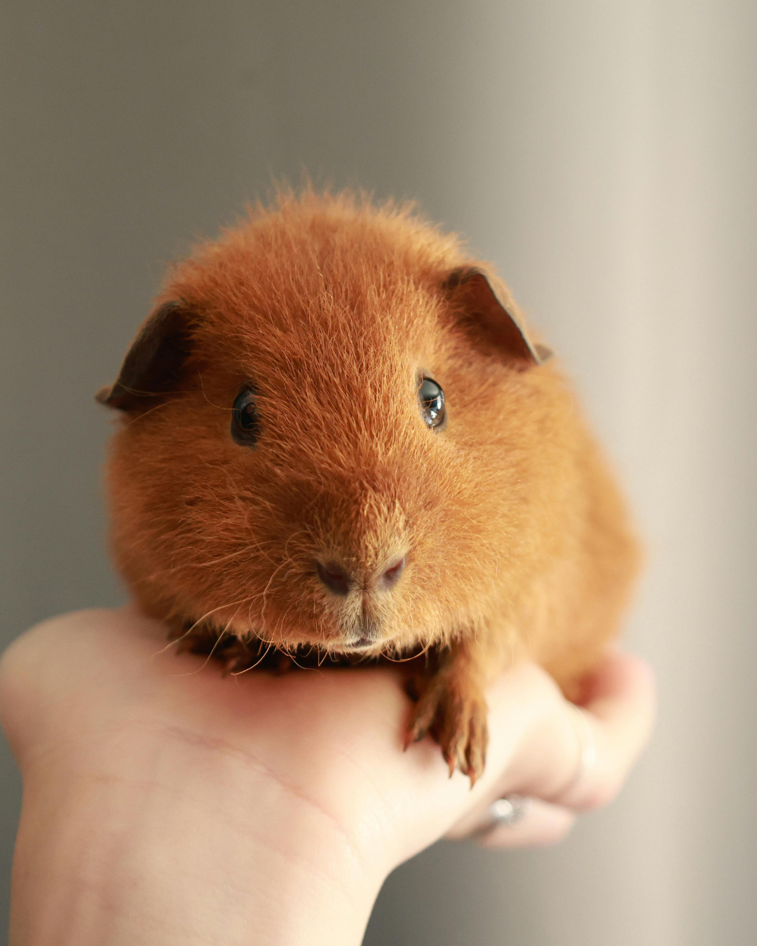 Small Animal