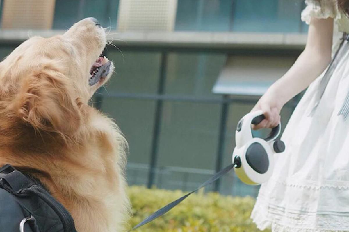 5m Auto Retractable Dog Leash with LED Light Pet Walking Lead for Small Medium Large Dogs - L